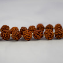 Load image into Gallery viewer, Rudraksha Beads
