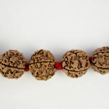 Load image into Gallery viewer, Rudraksha Kantha Knotted Beads
